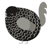 A sable and ash chicken with a lace pattern