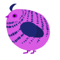 A orchid and navy chicken with a bar pattern