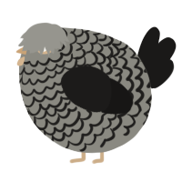 A ash and sable chicken with a lace pattern