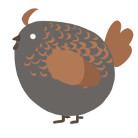 A grey and brown chicken with a half-lace pattern