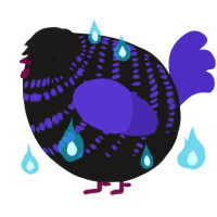 A sable and indigo chicken with a bar pattern