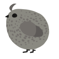 A ash and grey chicken with a speckle pattern