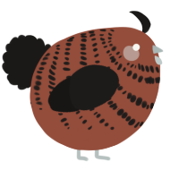 A russet and sable chicken with a bar pattern