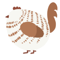 A white and brown chicken with a bar pattern