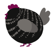 A black and grey chicken with a bar pattern