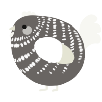 A grey and white chicken with a bar pattern