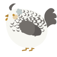 A white and grey chicken with a half-lace pattern