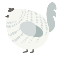 A white and silver chicken with a bar pattern