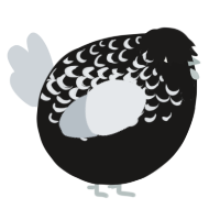 A sable and mist chicken with a half-lace pattern