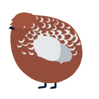 A russet and mist chicken with a half-lace pattern