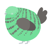 A spring and grey chicken with a bar pattern