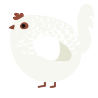 A white chicken with a half-lace pattern