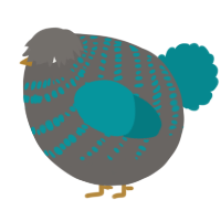 A grey and teal chicken with a bar pattern