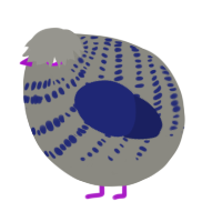 A ash and navy chicken with a bar pattern