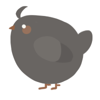 A grey chicken