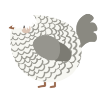 A white and ash chicken with a lace pattern