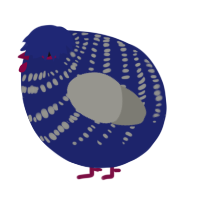 A navy and ash chicken with a bar pattern
