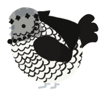 A white and sable chicken with a lace pattern