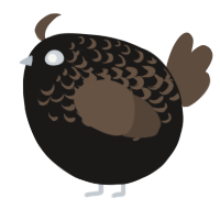 A sable and bark chicken with a half-lace pattern