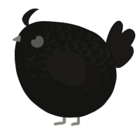A black and sable chicken with a half-lace pattern