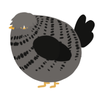 A grey and black chicken with a bar pattern