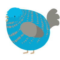 A cerulean and ash chicken with a bar pattern