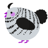A mist and sable chicken with a bar pattern