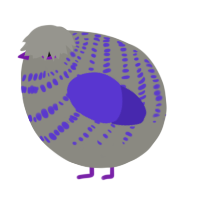 A ash and indigo chicken with a bar pattern