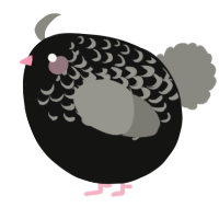 A black and ash chicken with a half-lace pattern