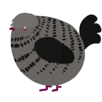 A grey and black chicken with a bar pattern