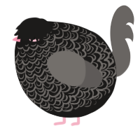 A sable and grey chicken with a double-lace pattern