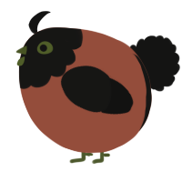 A russet and black chicken with a head pattern