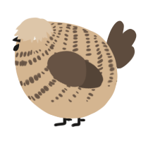 A beige and bark chicken with a bar pattern