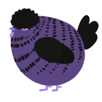 A overcast and black chicken with a bar pattern