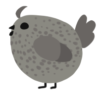 A ash and grey chicken with a speckle pattern