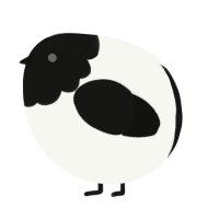 A white and black chicken with a head pattern