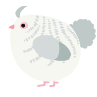 A white and silver chicken with a half-bar pattern