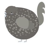 A grey and ash chicken with a speckle pattern