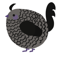 A grey and black chicken with a lace pattern
