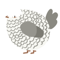 A white and ash chicken with a lace pattern