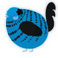 A cerulean and sable chicken with a bar pattern