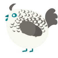 A white and grey chicken with a half-lace pattern
