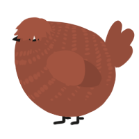 A russet chicken with a bar pattern