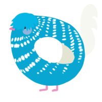 A cerulean and white chicken with a bar pattern