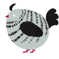 A silver and sable chicken with a bar pattern