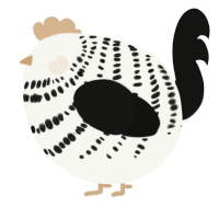 A white and black chicken with a bar pattern