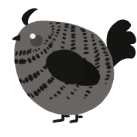 A grey and black chicken with a bar pattern