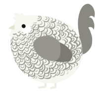 A white and ash chicken with a double-lace pattern
