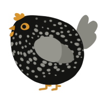 A black and ash chicken with a speckle pattern