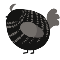A black and grey chicken with a bar pattern